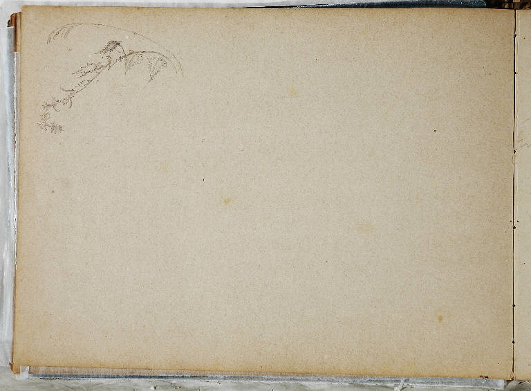 ALBERO (disegno) di Bossoli Carlo (prima metà sec. XIX)