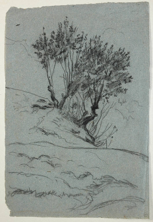 Alberi (disegno) di Bertelli Luigi (secc. XIX/ XX)