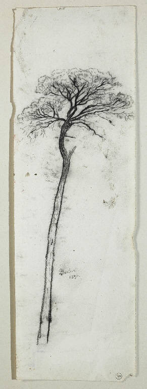 Albero (disegno) di Bertelli Luigi (sec. XIX)