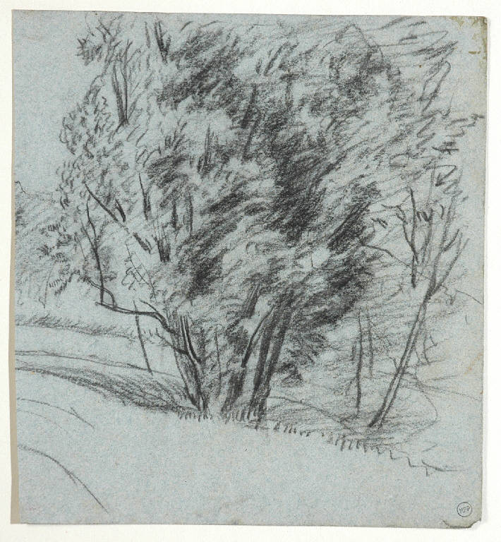 Alberi (disegno) di Bertelli Luigi (secc. XIX/ XX)