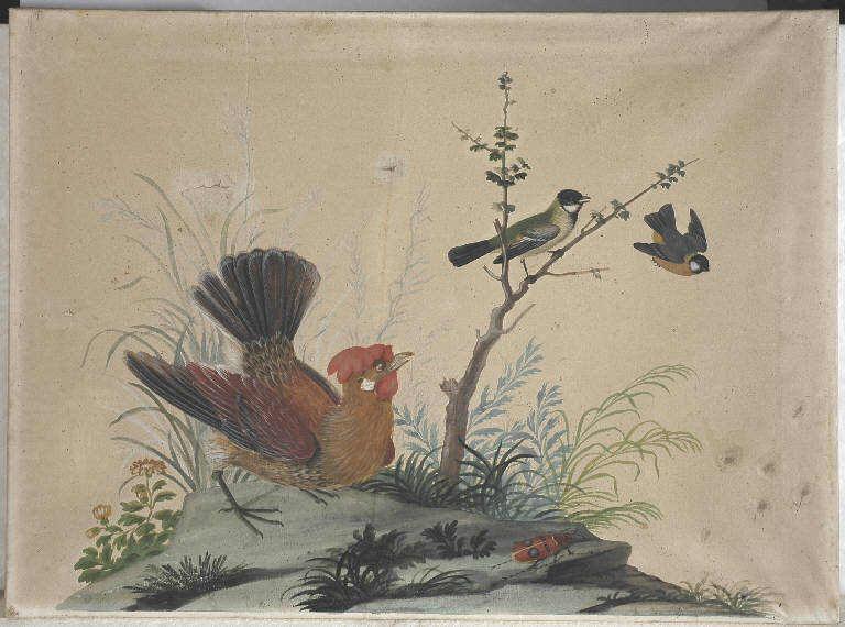 Animali/ Fiori (disegno) di Raineri Vittorio (sec. XIX)