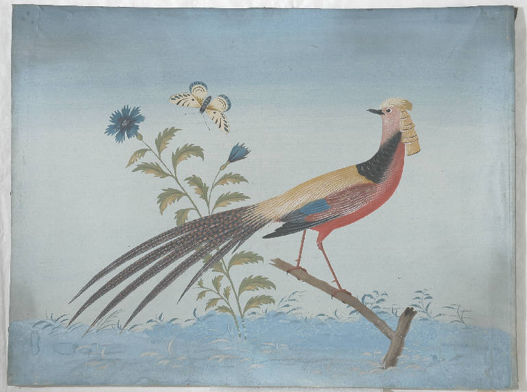 Animali/ Fiori (disegno) di Raineri Vittorio (sec. XIX)