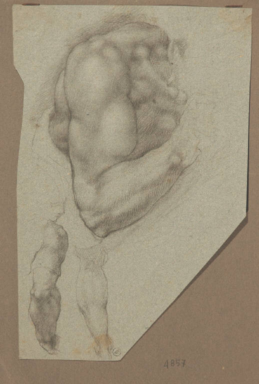 Studi anatomici (disegno) - ambito toscano (seconda metà sec. XVI)