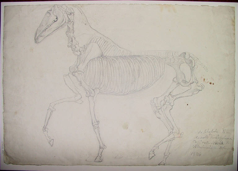 Scheletro di cavallo/ piedi (disegno) di Ligari Angelo (sec. XIX)