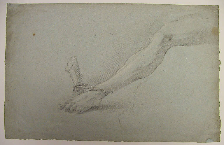 Gamba (disegno) di Ligari Cesare (sec. XVIII)