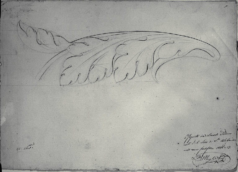 Ornato con foglia d'acanto (disegno) di Amati, Marco (sec. XIX)