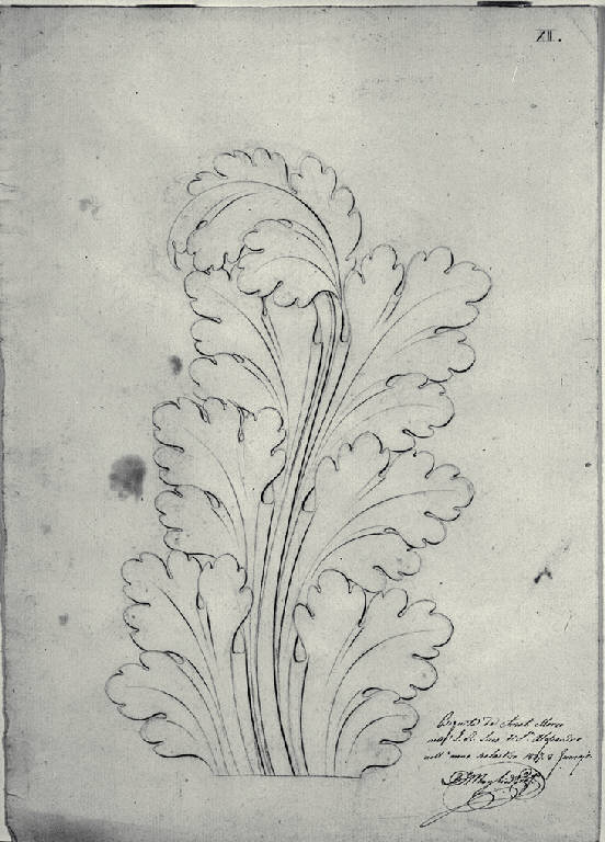 Ornato con ramo d'acanto (disegno) di Amati, Marco (sec. XIX)
