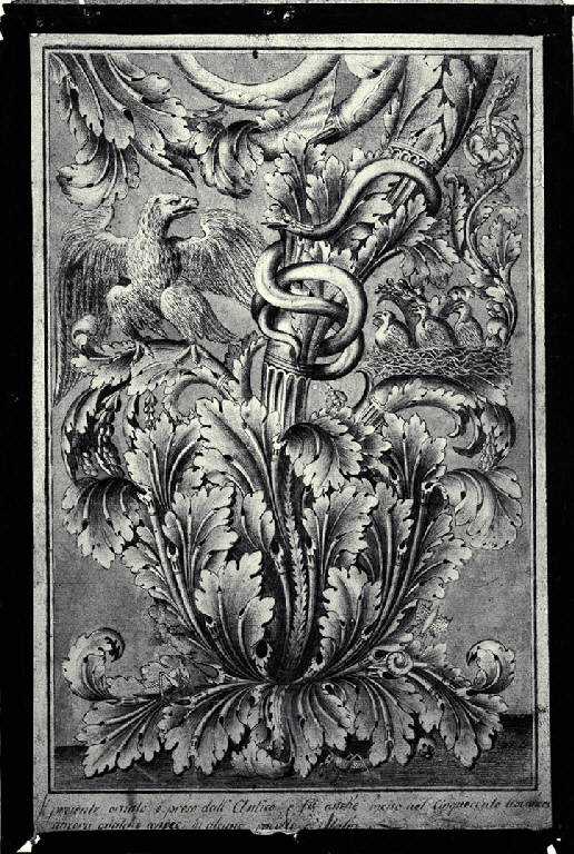 Ornato con foglie d'acanto, volute e uccelli (disegno) di Amati, Carlo (sec. XVIII)
