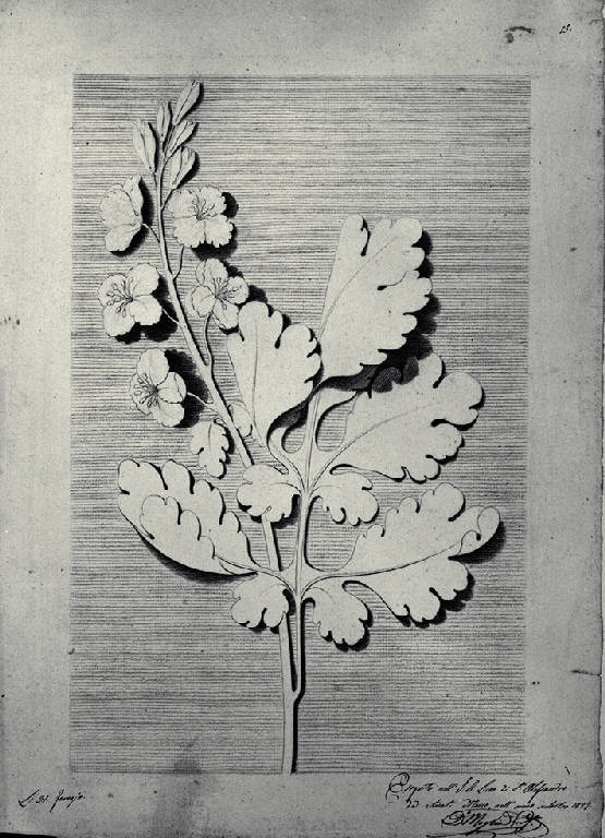 Ornato con ramo di rovere (disegno) di Amati, Marco (sec. XIX)