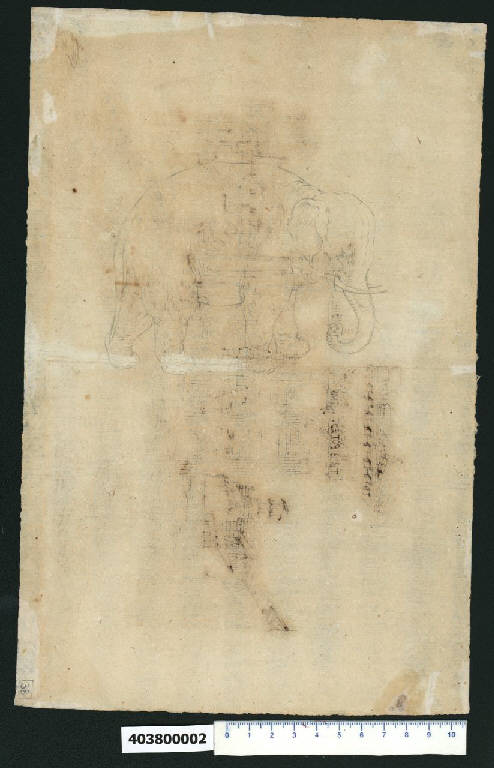 Elefante (disegno) - ambito romano (prima metà sec. XVII)