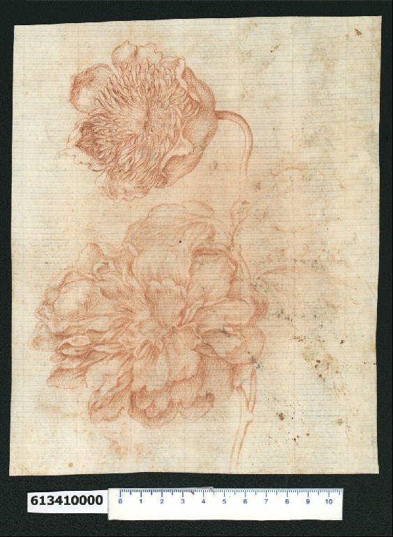Cespo con fiori (disegno) - ambito italiano (seconda metà sec. XVII)