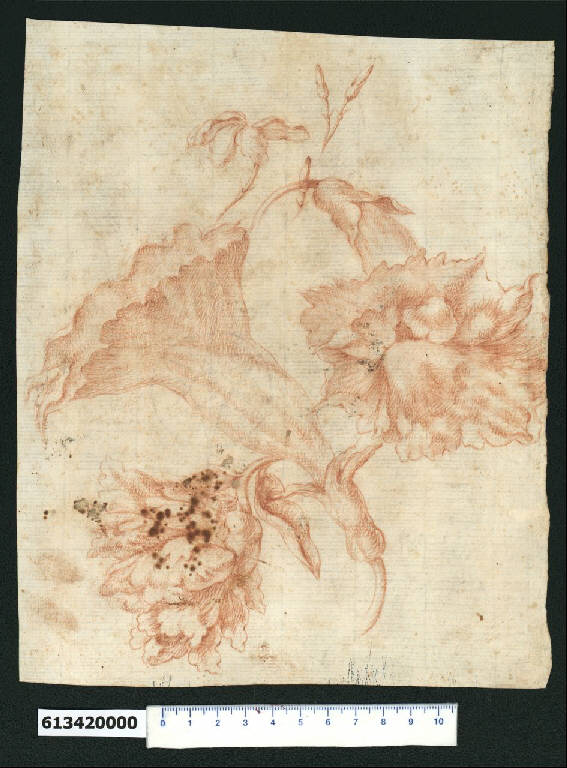 Cespo con fiori (disegno) - ambito italiano (seconda metà sec. XVII)