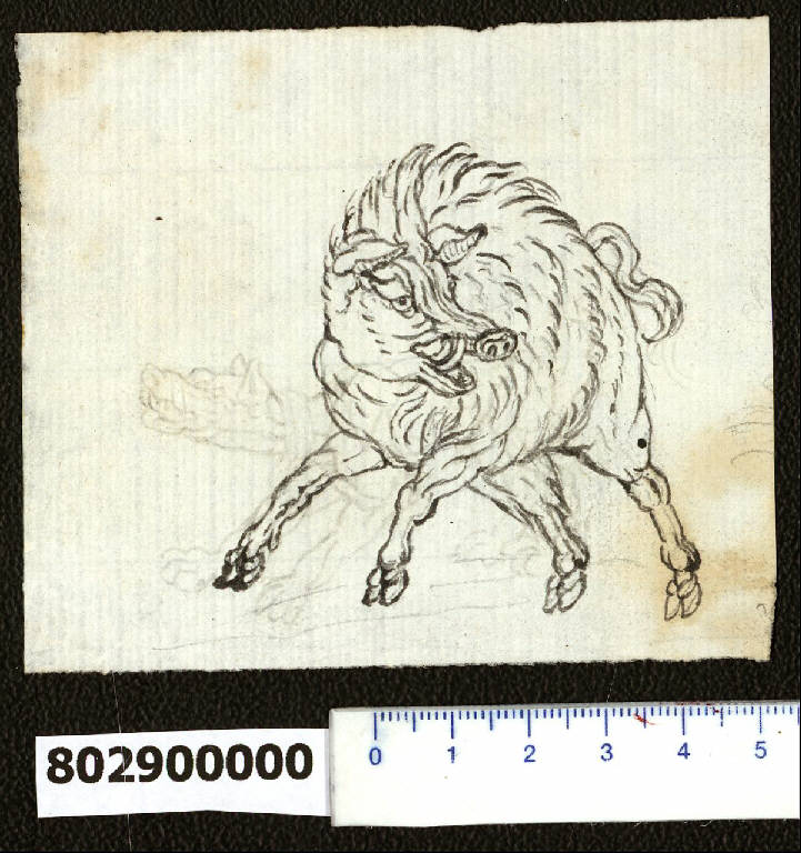 Cinghiale e cane (disegno) - ambito italiano (secc. XVI/ XVII)