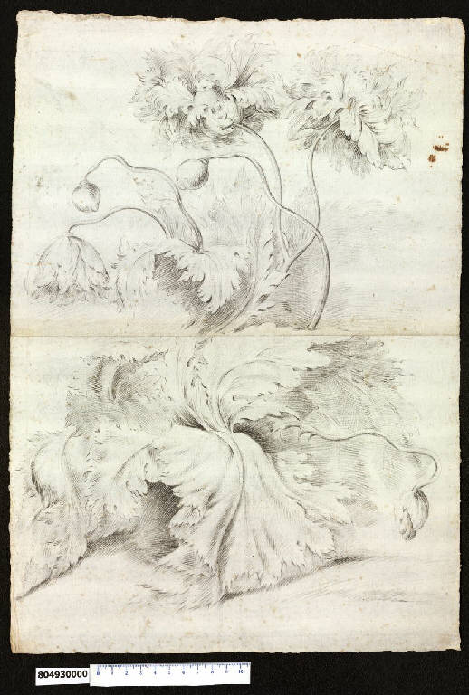CRG, Cespo con fiori e frutti (disegno) - ambito romano (seconda metà sec. XVII)