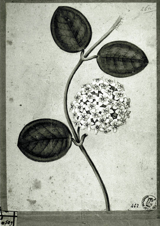 Sclepio carnosa, Fiore (disegno) (fine/inizio secc. XVIII/ XIX)
