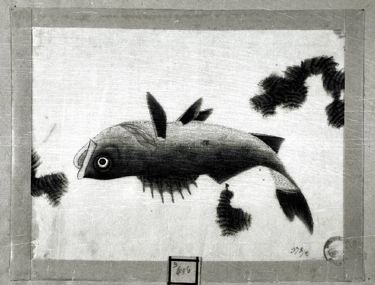 Pesce (disegno) - stile estremo-orientale (prima metà sec. XIX)