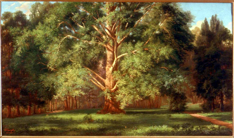 Platano del parco di villa Olmo, ALBERO DI PLATANO DEL PARCO DI VILLA OLMO (dipinto) di Capiaghi Francesco (fine sec. XIX)