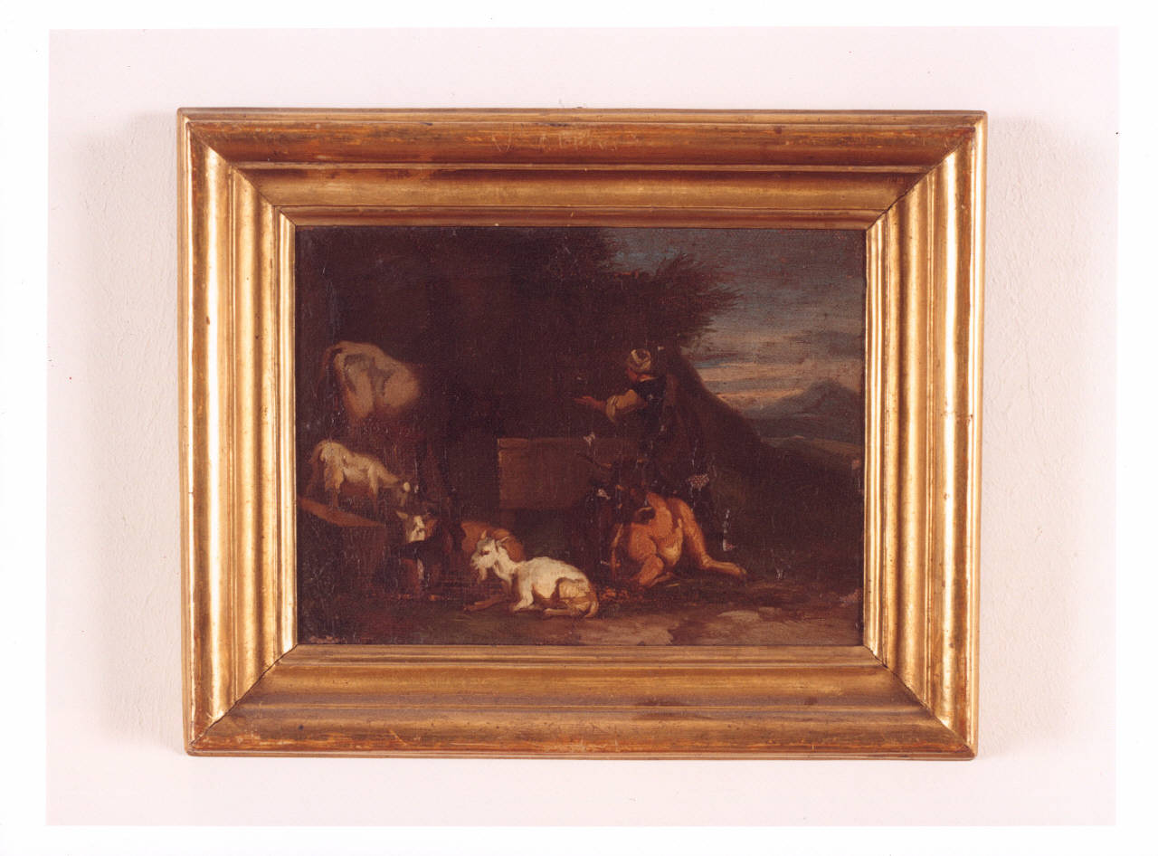 Scena pastorale con capre e mucche, capre e mucche (dipinto) - ambito bambocciante (prima metà sec. XVIII)