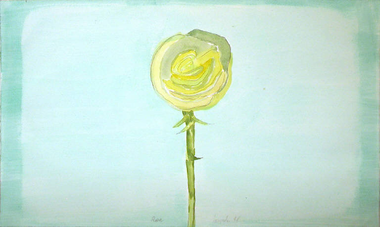 Rosa, Fiore (disegno) di Larocchi (sec. XX)