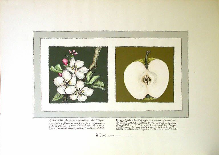 Senza titolo, Fiore e mela (dipinto) di Viviani Vanni (sec. XX)