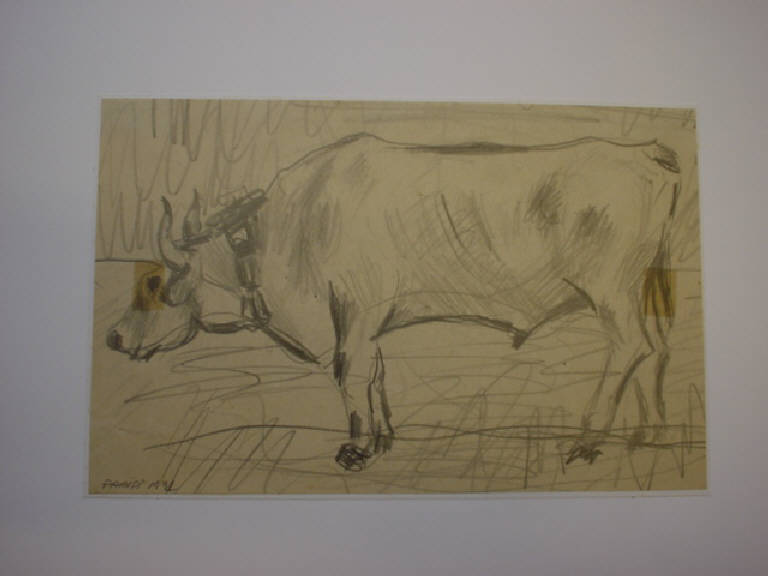 Manzo al pascolo, ANIMALE (disegno) di Parisi Giuseppe Vittorio (sec. XX)