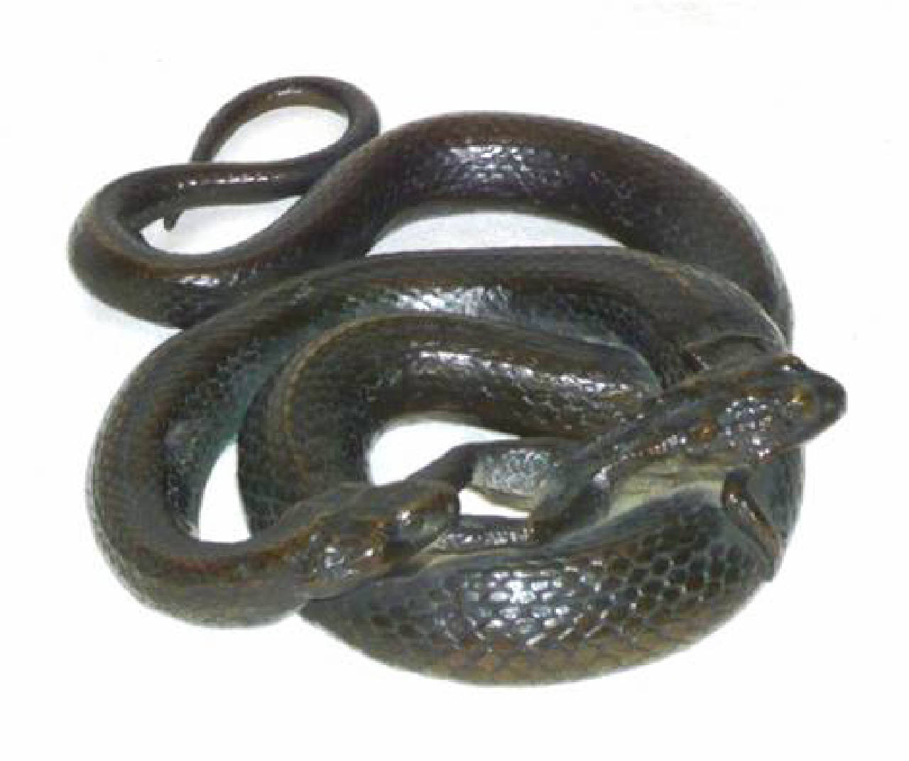 Serpente attorcigliato che azzanna una rana (fermacarte) - arte italiana (sec. XIX)