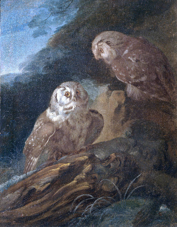Civette (dipinto) di Duranti Giorgio (prima metà sec. XVIII)