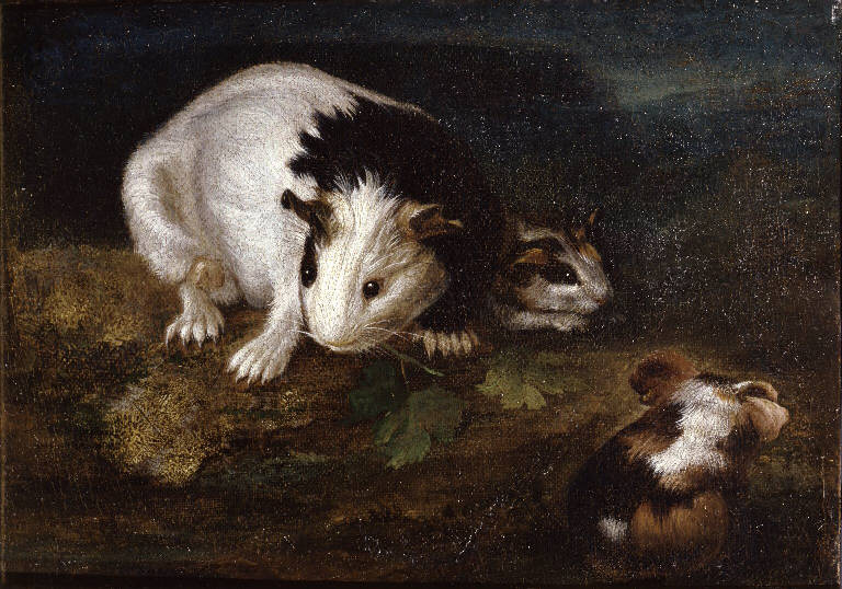 Cavie (dipinto) di Marseus van Schrieck Otto (sec. XVII)