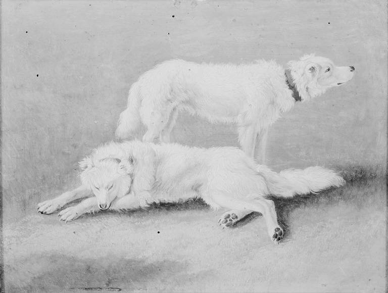 Cani (dipinto) di Hackart Johann Gottlieb (sec. XVIII)