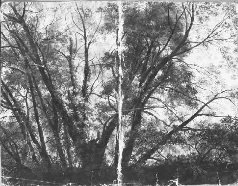 Paesaggio con alberi (dipinto) di Rosa Costantino (terzo quarto sec. XIX)