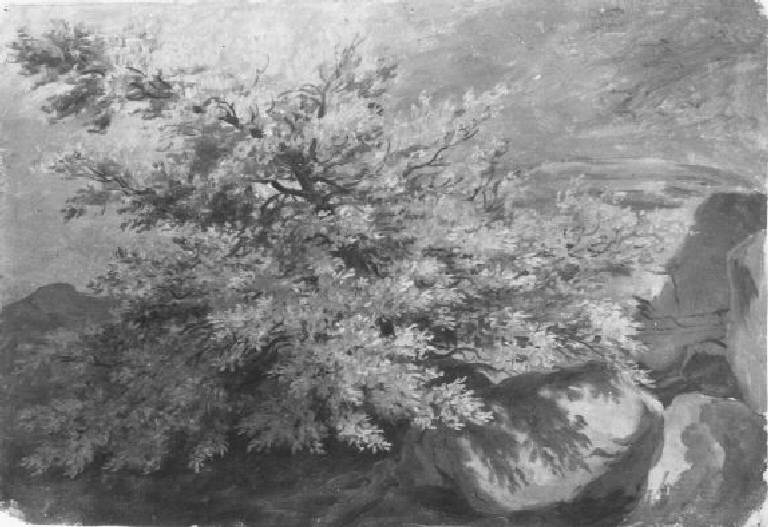 Paesaggio con albero (dipinto) di Rosa Costantino (terzo quarto sec. XIX)