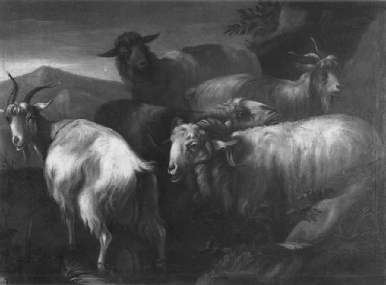 capre e pecore (dipinto) di Tassoni, Giuseppe (attribuito) (sec. XVIII)