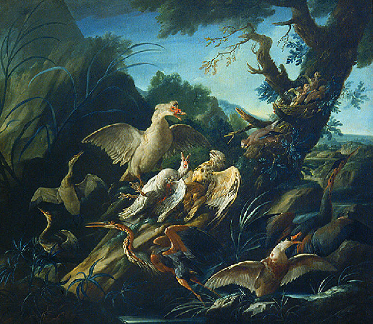 Rapace che afferra un volatile (dipinto) di Duranti Giorgio (prima metà sec. XVIII)