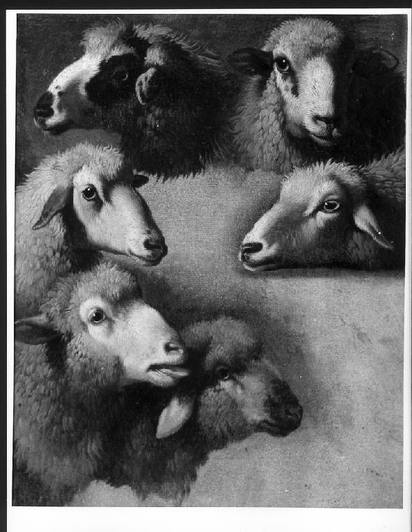Sei teste di pecore, TESTE DI PECORE (dipinto) di Londonio Francesco (metà sec. XVIII)