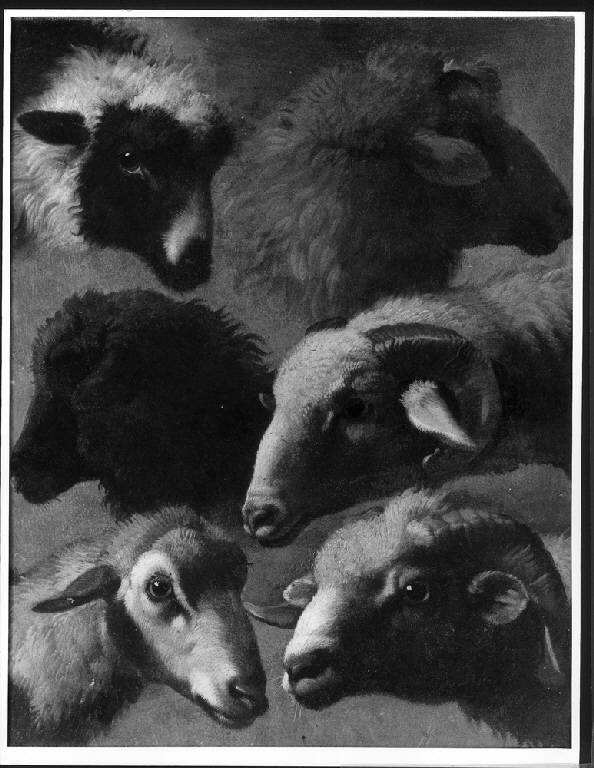 Sei teste di pecore e arieti, TESTE DI PECORE E ARIETI (dipinto) di Londonio Francesco (metà sec. XVIII)