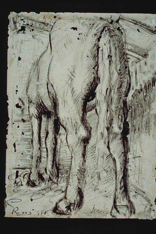 Cavallo, Cavallo ripreso dalla parte posteriore (disegno) di Rossi, Sante (terzo quarto sec. XX)