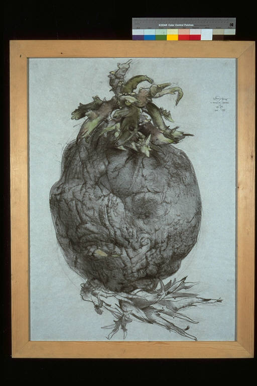 La patata con i germogli, Grande patata con radici e germogli (disegno) di Peretti, Poggi, Wolfango (ultimo quarto sec. XX)