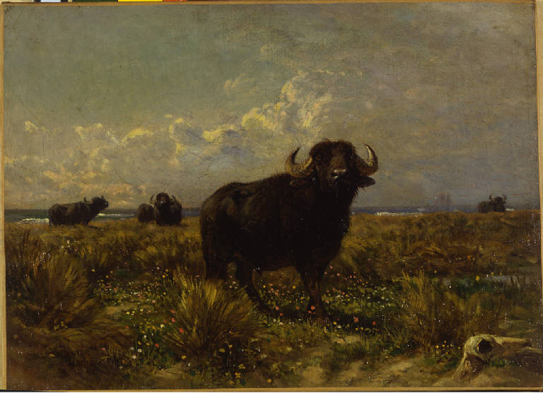 Bufali nella campagna romana, paesaggio con bufali (dipinto) di Coleman Enrico (ultimo quarto sec. XIX)