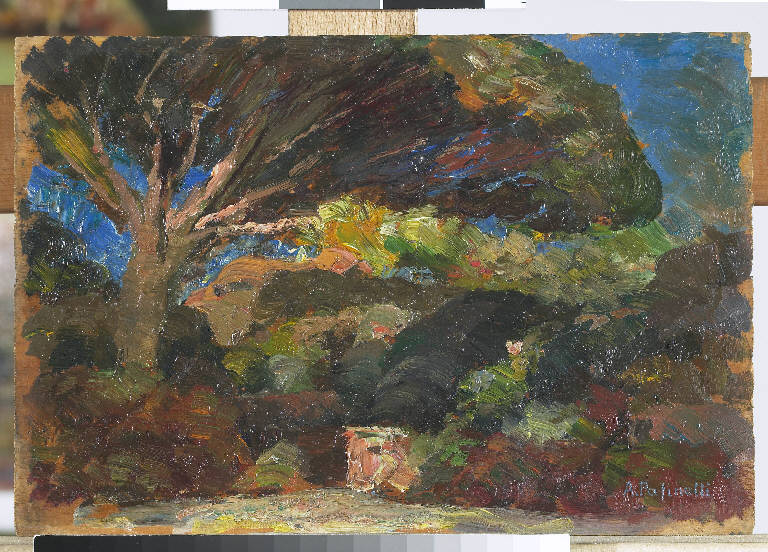 Caprera. Il pino, Paesaggio con albero (dipinto) di Pasinetti, Antonio - ambito lombardo (primo quarto sec. XX)