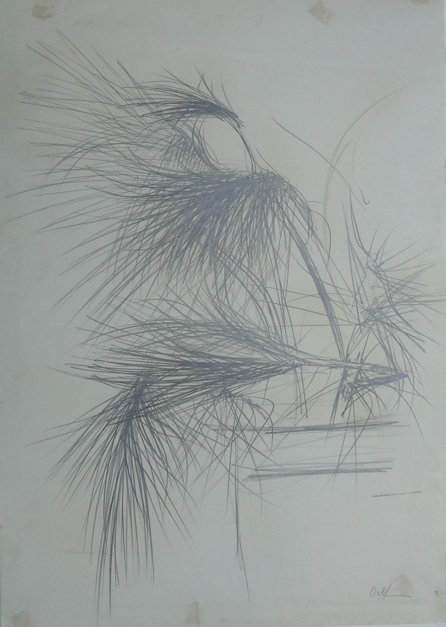 Aghi di pino, Aghi di pino (disegno) di Dolfi, Marco - ambito italiano (fine sec. XX)