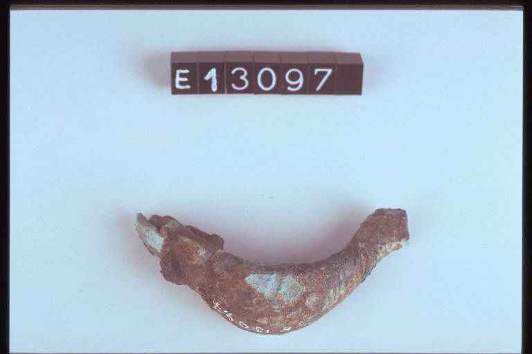 fibula a sanguisuga, DE MARINIS / tipo tardo-alpino var. D - cultura di Golasecca (fine/inizio secc. V/ IV a.C.)