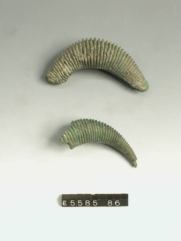 fibula a sanguisuga, DE MARINIS / tipo Mazzucca di Montanaso - cultura di Golasecca (terzo quarto sec. VI a.C.)