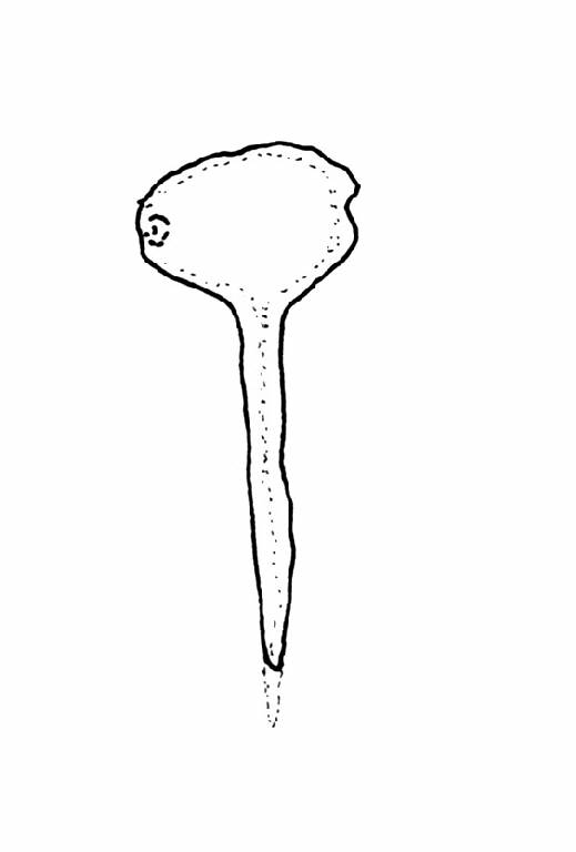 spillone a capocchia perforata, Carancini, tipo Ca' de' Cioss - cultura palafitticolo-terramaricola (Bronzo medio I)