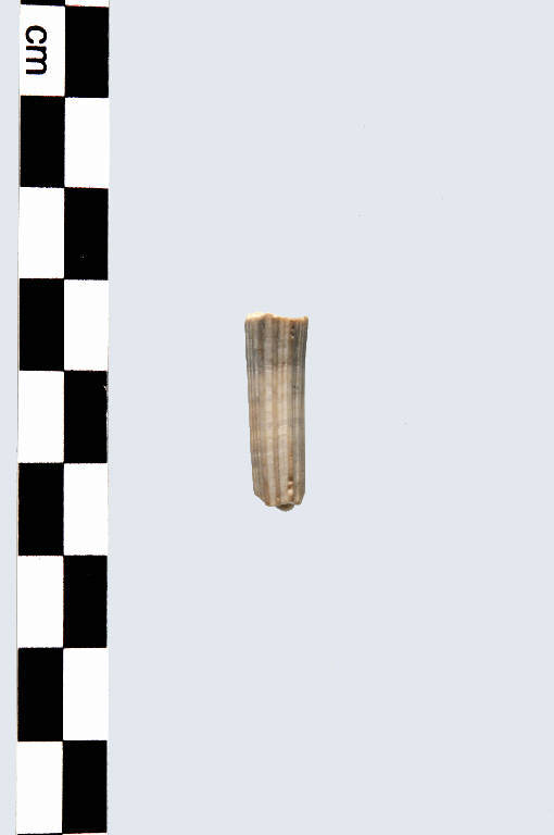 vago di collana in dentalium - Cultura palafitticolo-terramaricola (età del Bronzo Medio Recente)