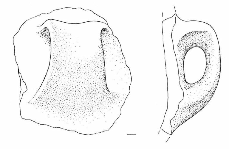 ansa ad orecchio (Bronzo Antico IB)