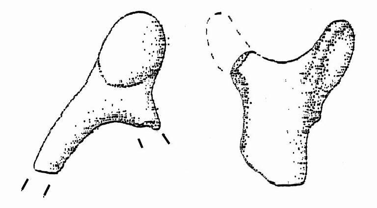 ansa ad espansioni verticali (Bronzo Medio II)