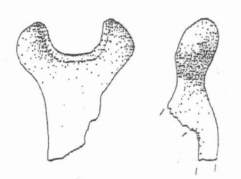 ansa ad appendici laterali coniche (Bronzo Medio II)