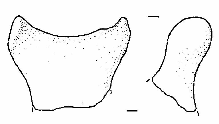ansa a corna tronche (Bronzo Medio I/ medio II)
