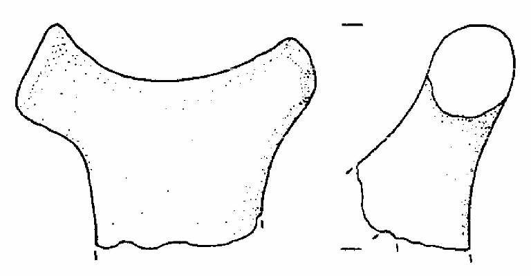 ansa a corna tronche (Bronzo Medio I/ medio II)