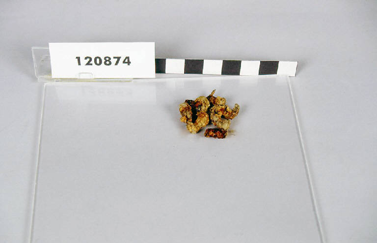 chiodini - produzione longobarda (prima metà sec. VII d.C.)
